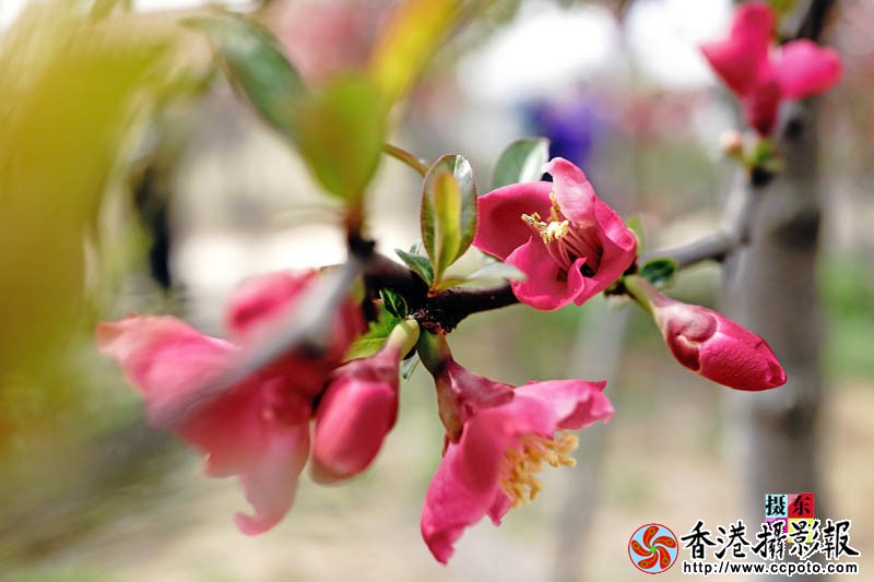 市花海棠21..jpg