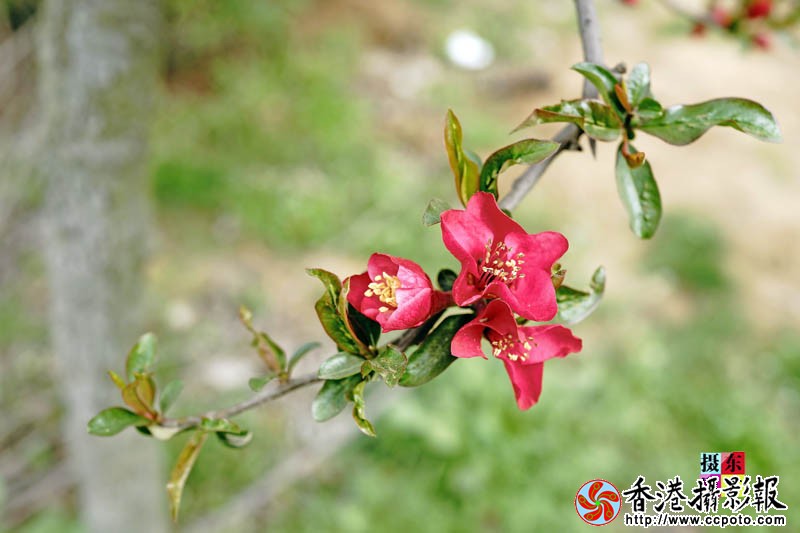 市花海棠22..jpg