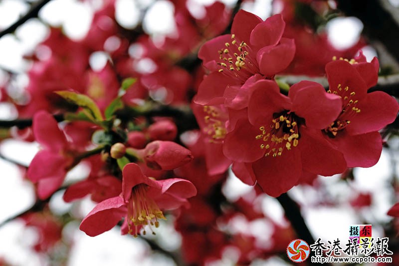 市花海棠25..jpg