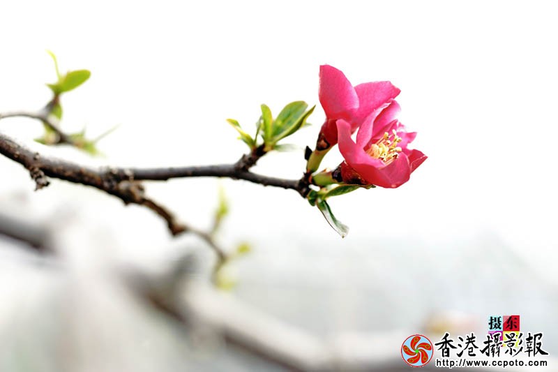 市花海棠24..jpg
