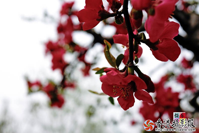 市花海棠26..jpg