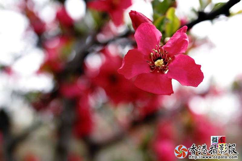 市花海棠27..jpg