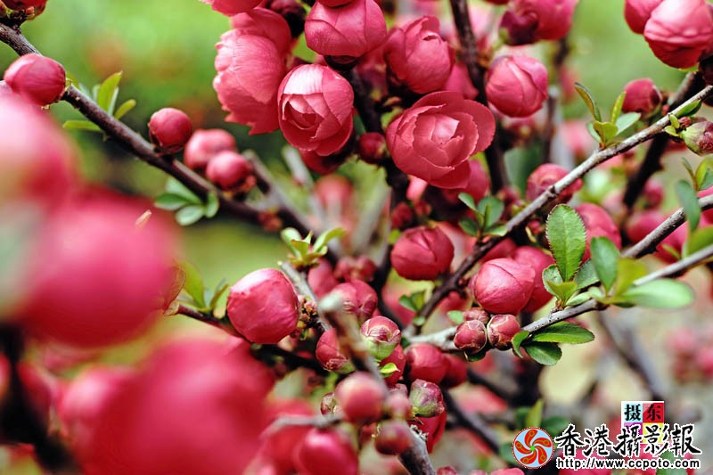 市花海棠28..jpg