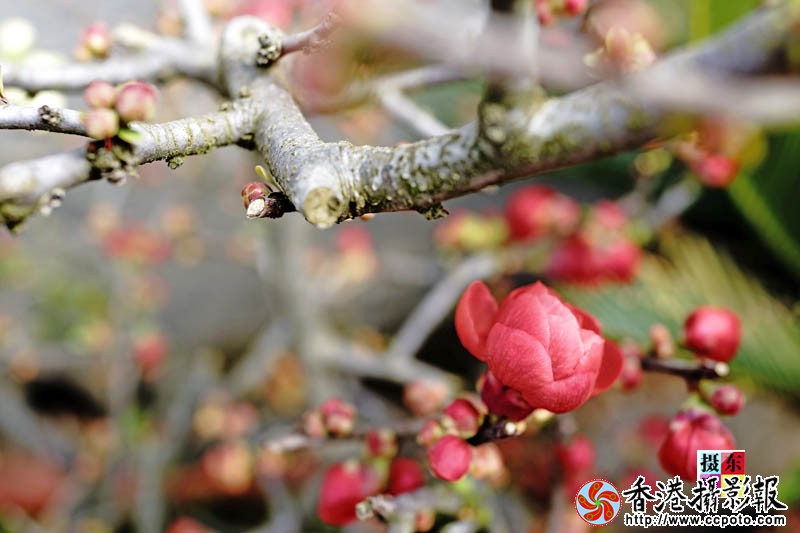 市花海棠29..jpg