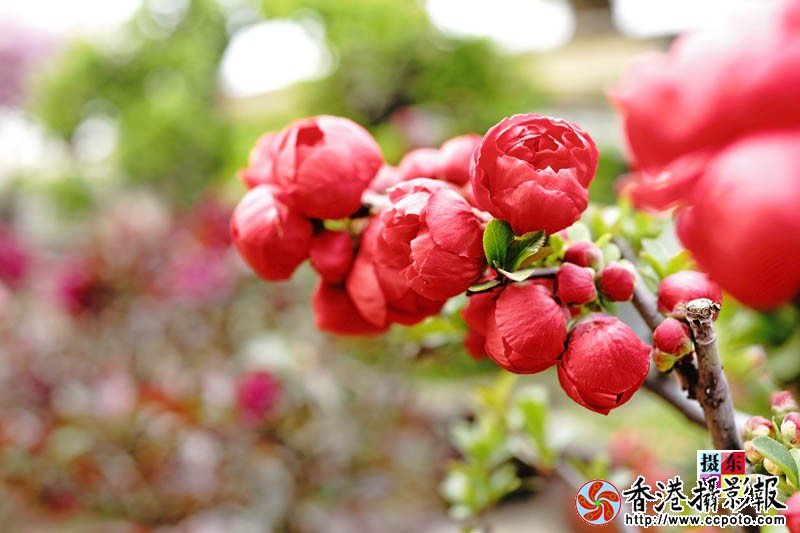 市花海棠30..jpg