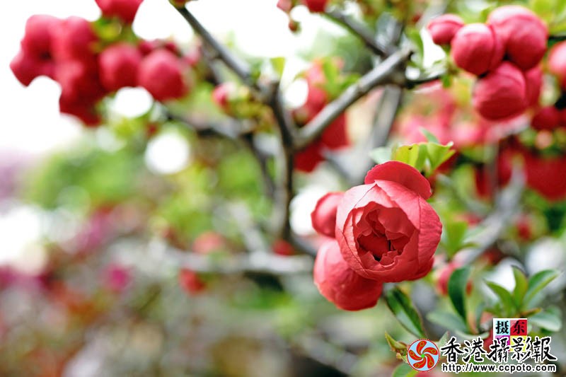 市花海棠31..jpg
