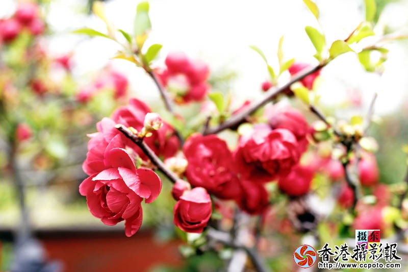 市花海棠32..jpg