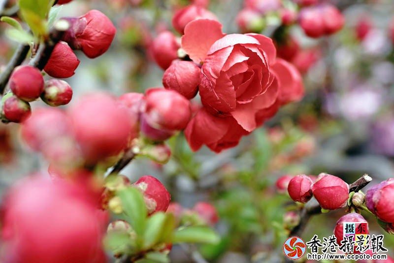 市花海棠33..jpg