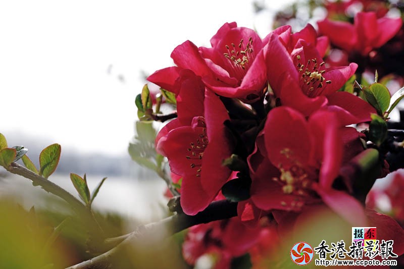 市花海棠35..jpg
