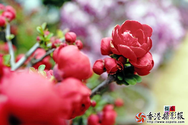 市花海棠34..jpg