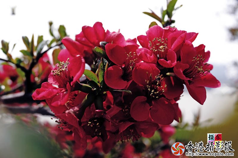 市花海棠36..jpg