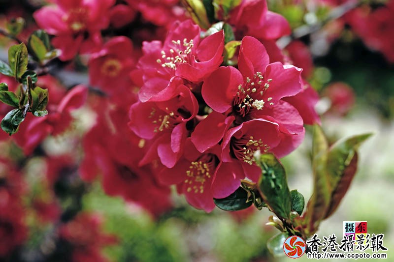 市花海棠37..jpg