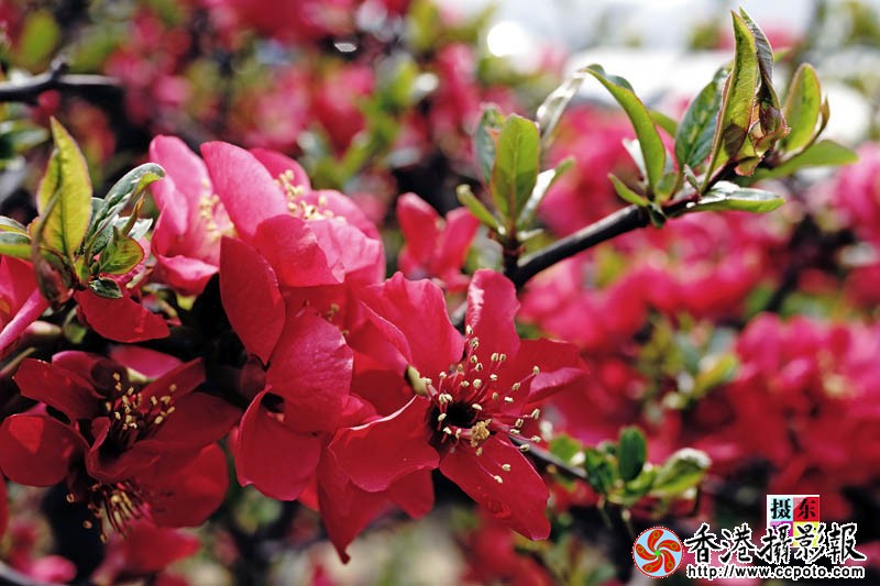 市花海棠38..jpg