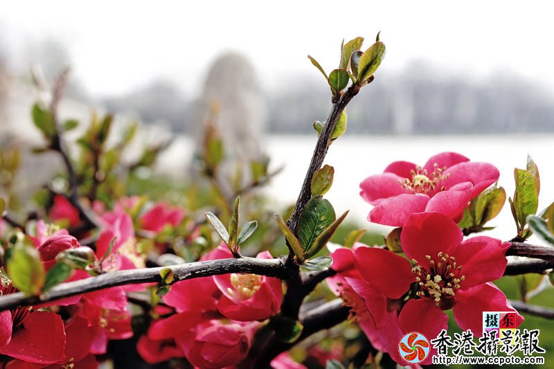 市花海棠39..jpg
