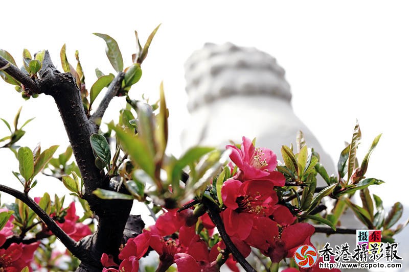 市花海棠40..jpg