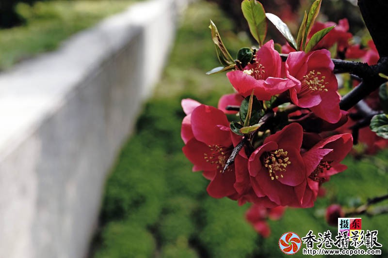 市花海棠42..jpg
