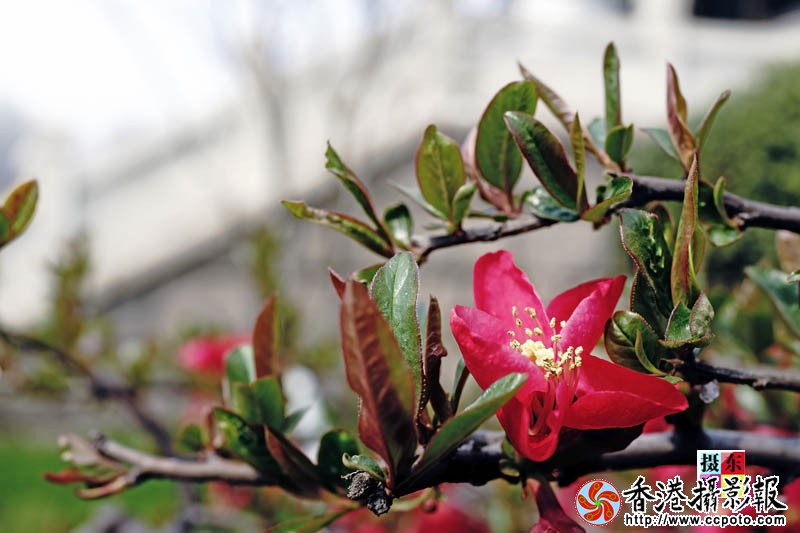市花海棠41..jpg