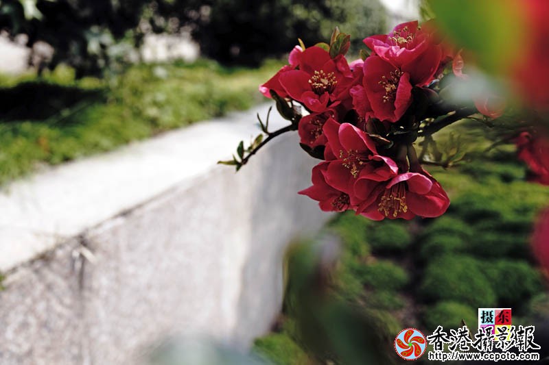 市花海棠43..jpg