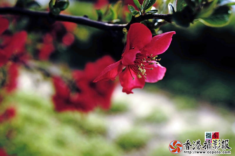 市花海棠45..jpg