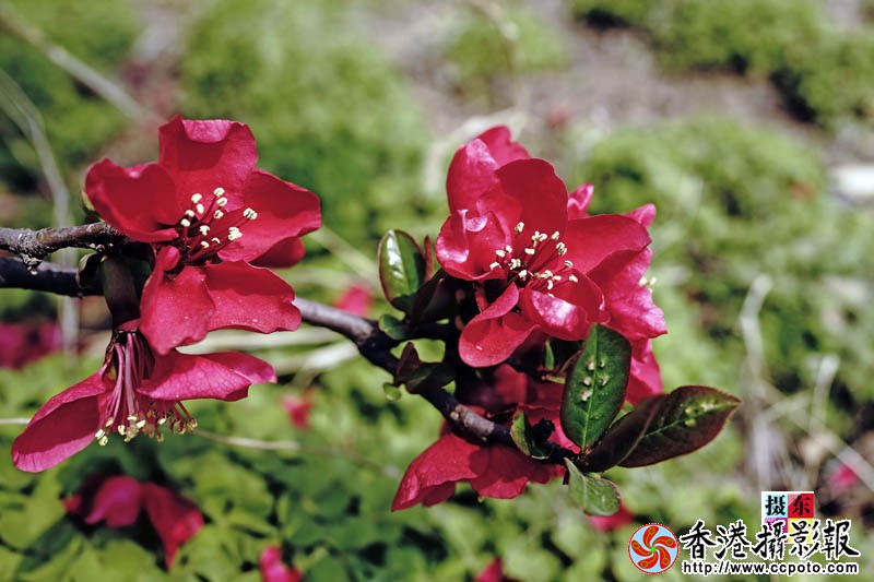 市花海棠46..jpg