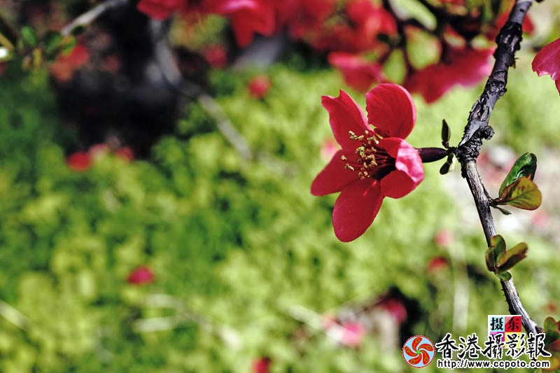 市花海棠47..jpg