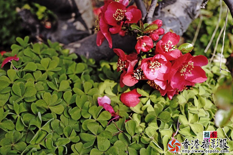市花海棠48..jpg