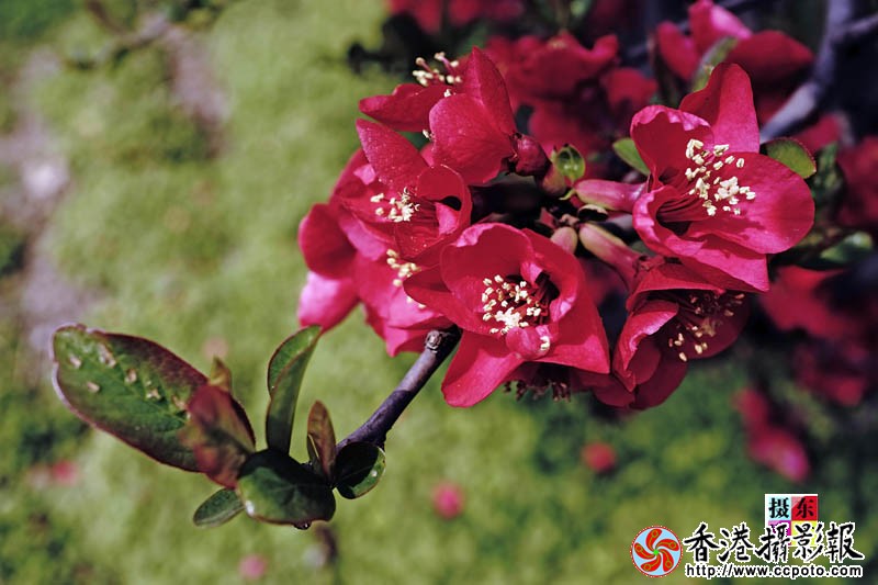 市花海棠50..jpg