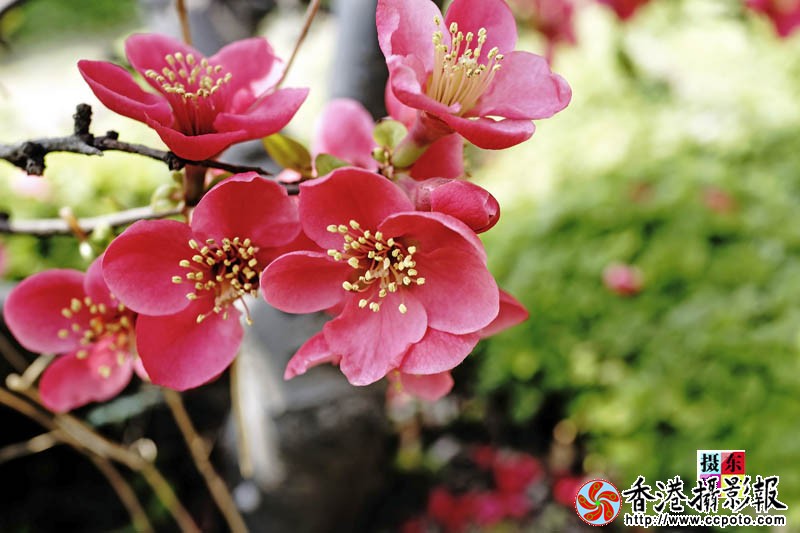 市花海棠49..jpg