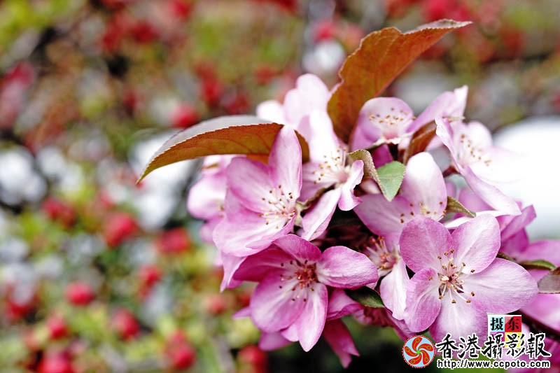 市花海棠52..jpg