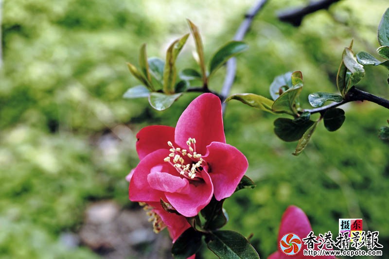市花海棠51..jpg