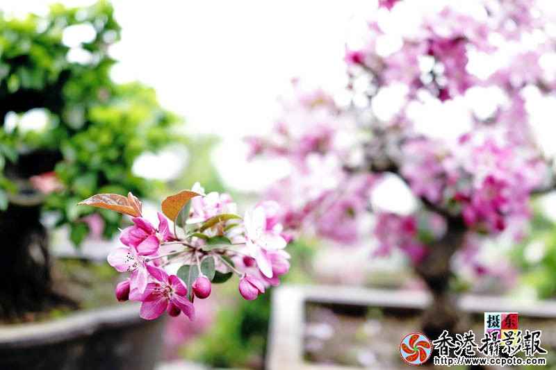 市花海棠53..jpg