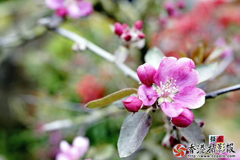 市花海棠55..jpg
