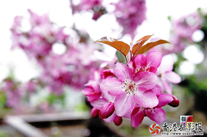 市花海棠54..jpg
