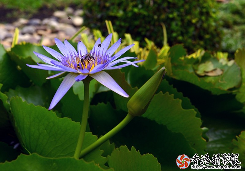 DSC睡莲_7543.JPG
