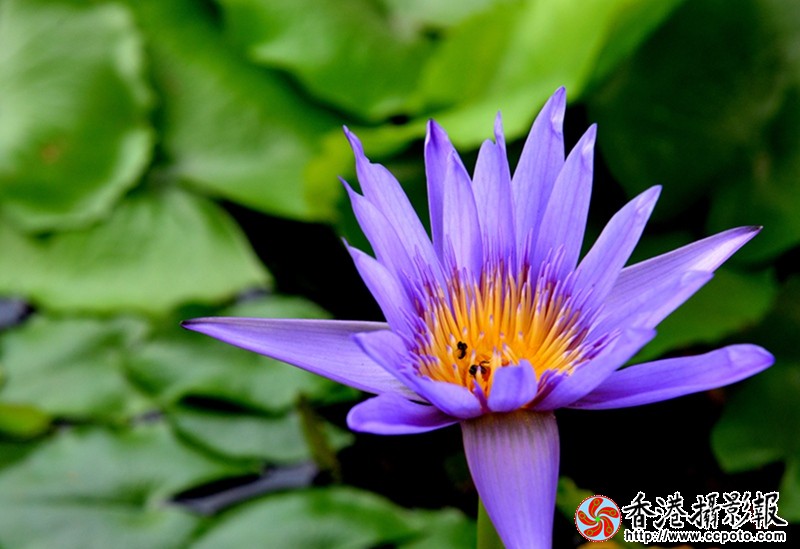 DSC睡莲_8596.JPG
