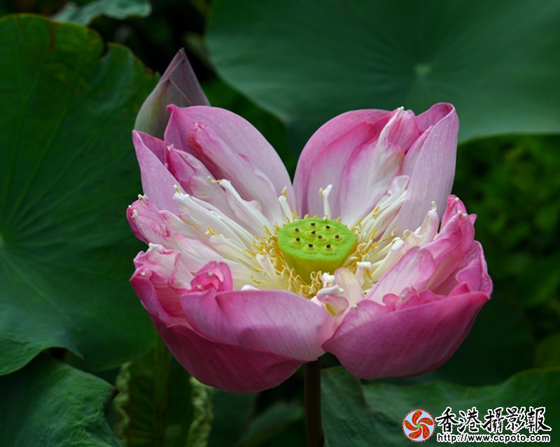 DSC荷花_8586.JPG