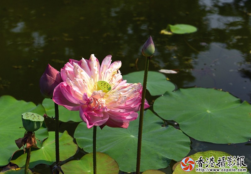 DSC荷花__7705.JPG