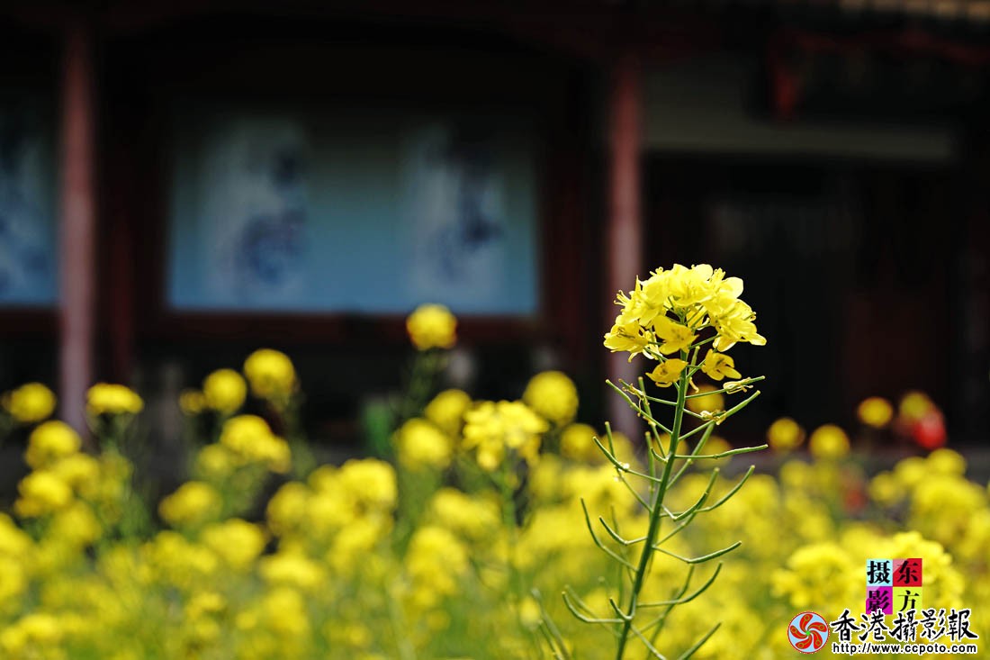 孔庙里的油菜花1..jpg