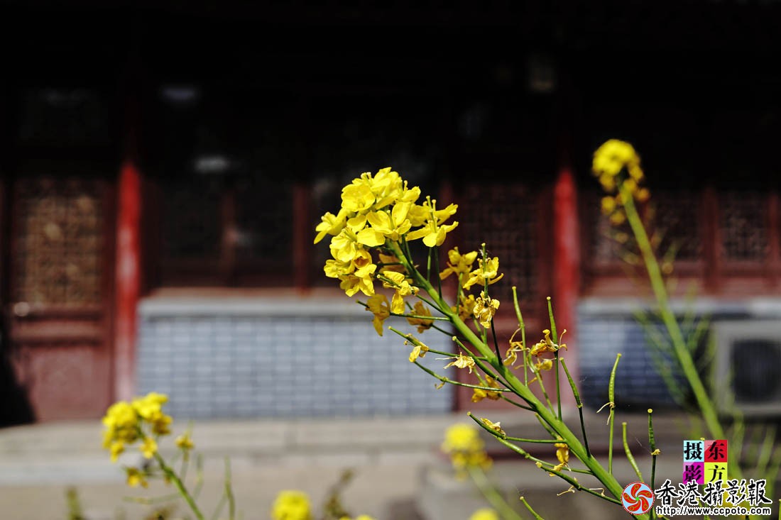 孔庙里的油菜花2..jpg