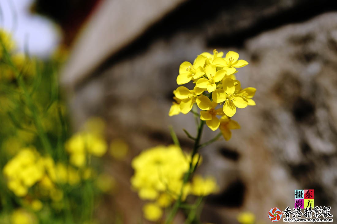 孔庙里的油菜花5..jpg