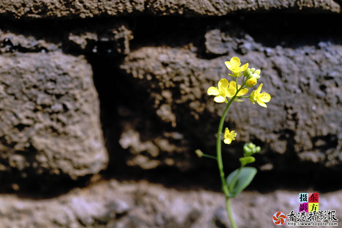 孔庙里的油菜花7..jpg
