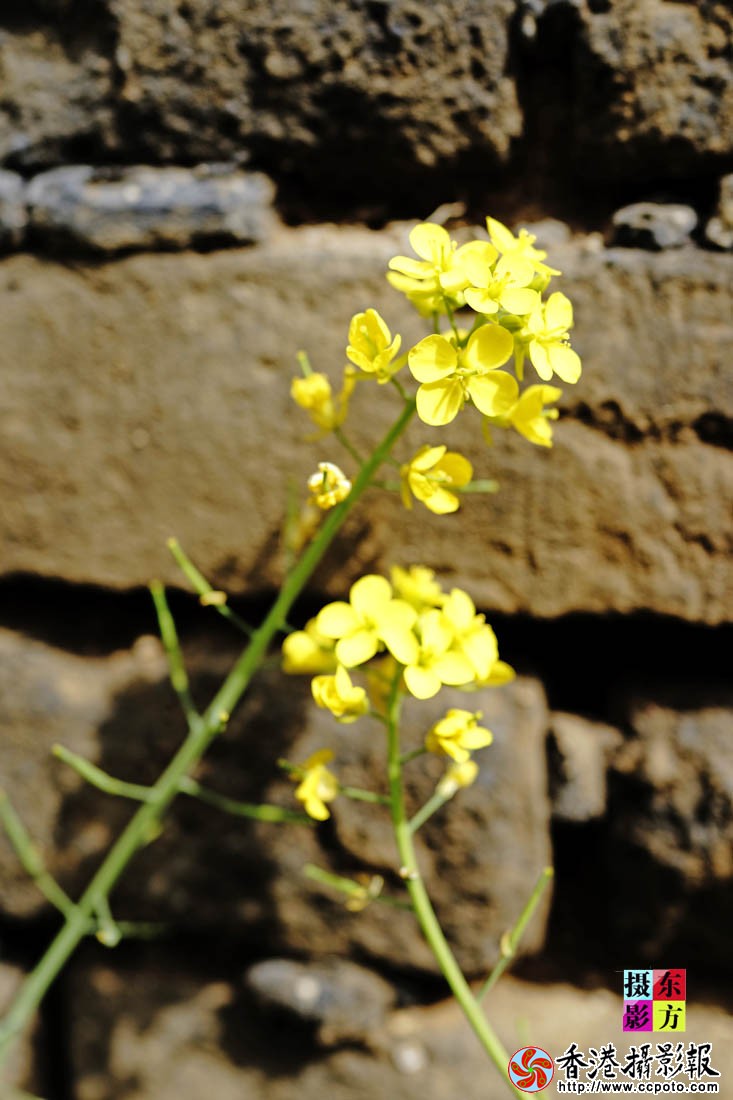 孔庙里的油菜花8..jpg