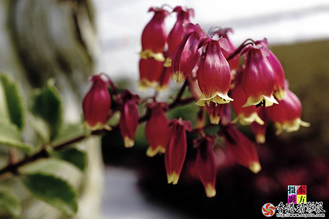 龙园的花儿1..jpg