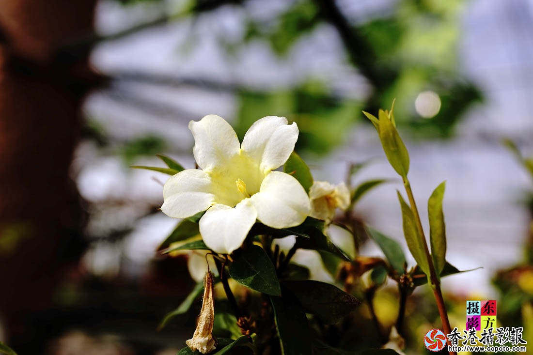 龙园的花儿4..jpg
