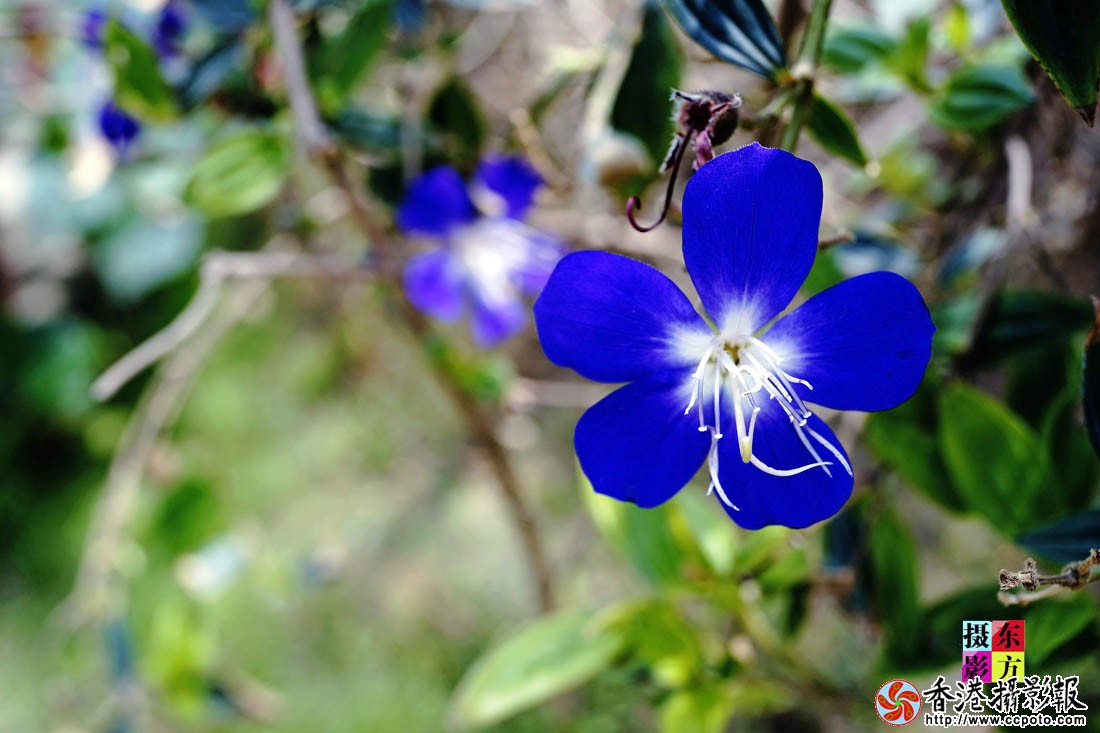 龙园的花儿6..jpg