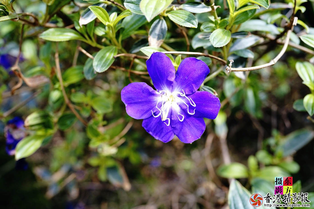 龙园的花儿5..jpg