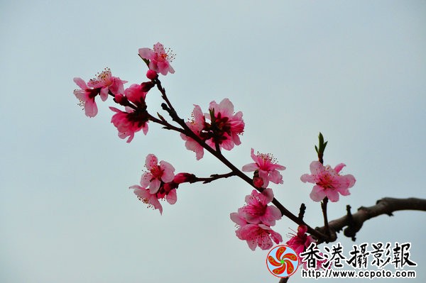 DSC_0653_副本.jpg