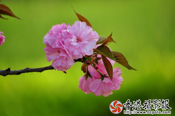 DSC_0122_副本_副本.jpg
