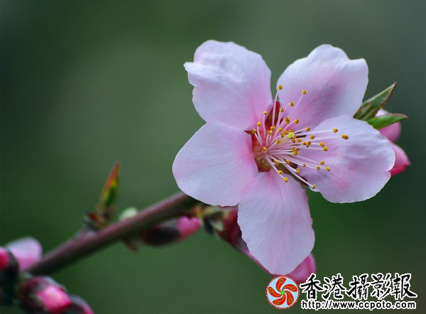 DSC_0511_副本.jpg