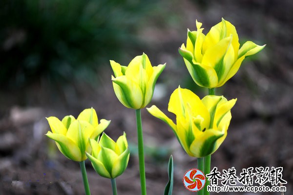 DSC_0168_副本_副本.jpg